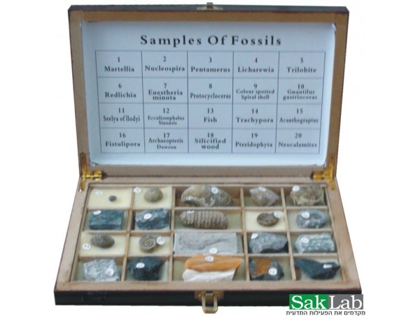 תיבת מאובנים 